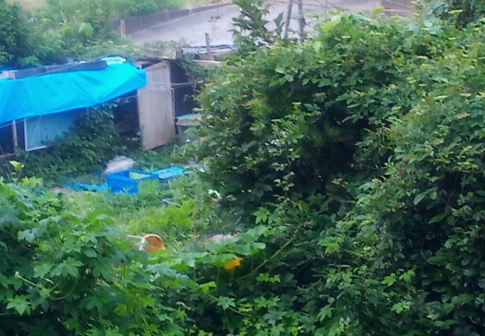 ようやく我が家の南瓜達が動き始め、木によじ登り始めました。